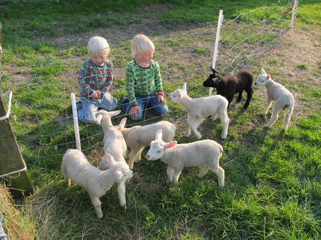 de lammetjes van de buren