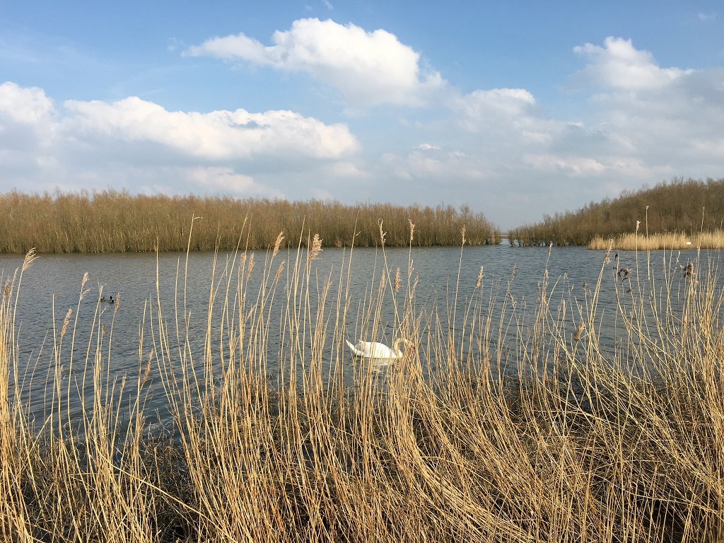 Schwan am National Park Lauwersmeer