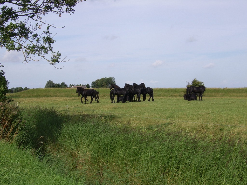 Friese paarden