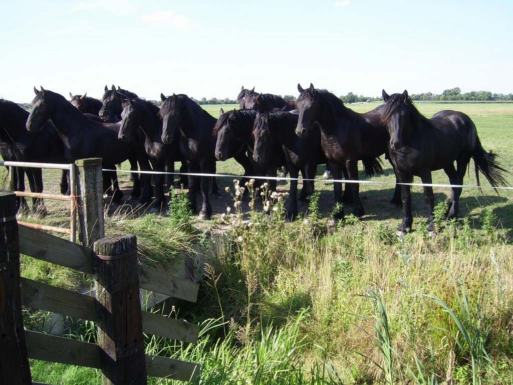 Frisian horses