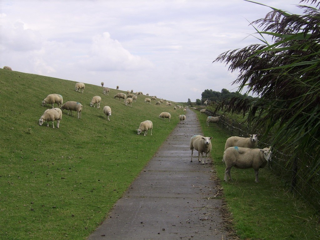 sheeps on the cycle lane of the dike