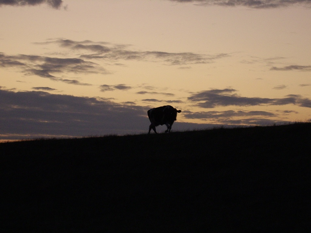 cow on the dike