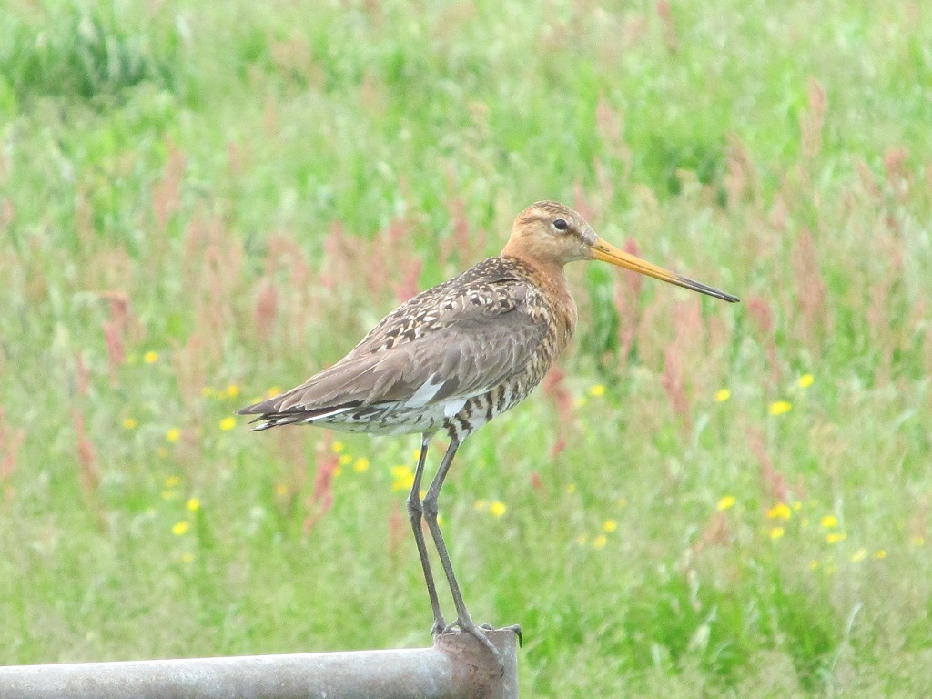 Godwit in the fields