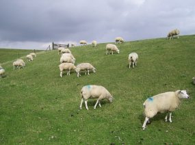 Schafe auf dem Deich Wattenmeer Friesland Holland