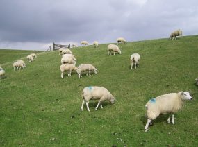 schaapjes op de waddijk Waddenzee Friesland