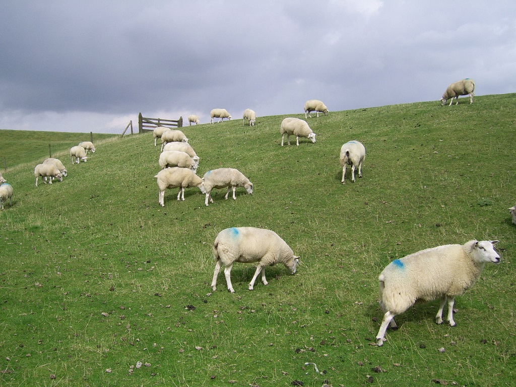 schaapjes op de waddijk