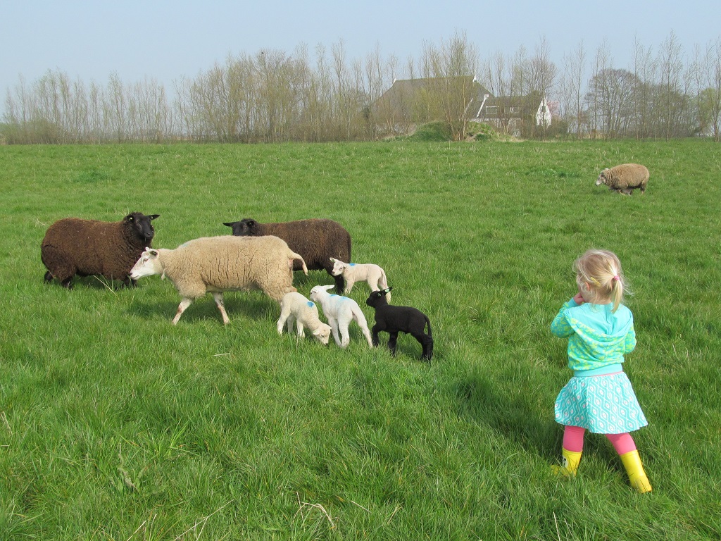 jippie… just born lambs!