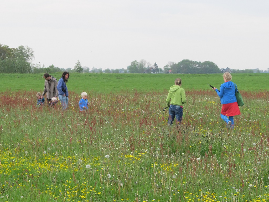 struinen tussen de veld- en weidebloemen