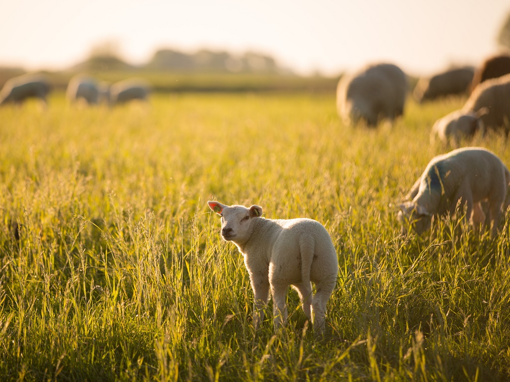 lammetjes in het veld