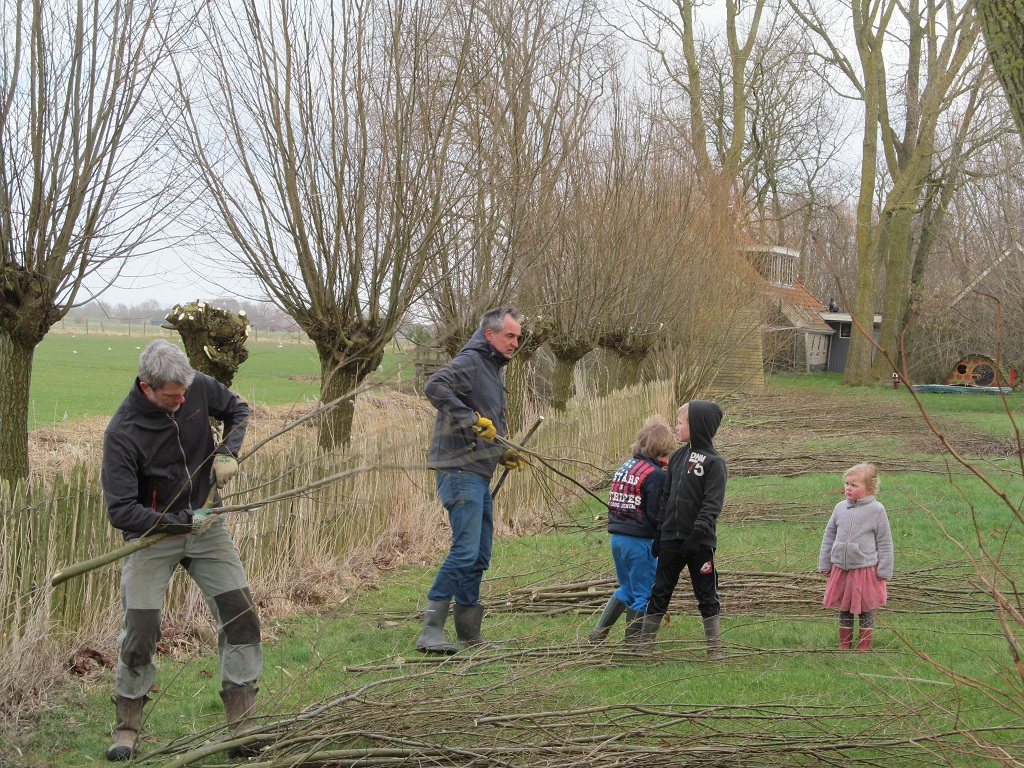 wilgen knotten in de winter