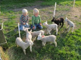 Lämmer der Nachbarn camping Lauwersmeer Friesland Niederlande