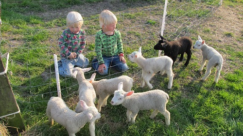 Lammetjes vakantiehuis Friesland