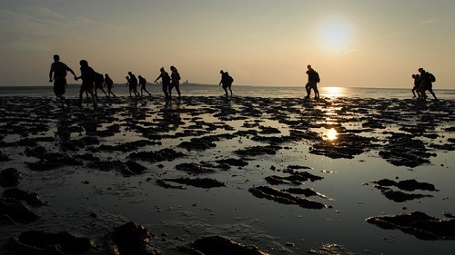 Wadlopen unternehmen Friesland Niederlande