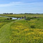 Weidebloemen Camping Friesland