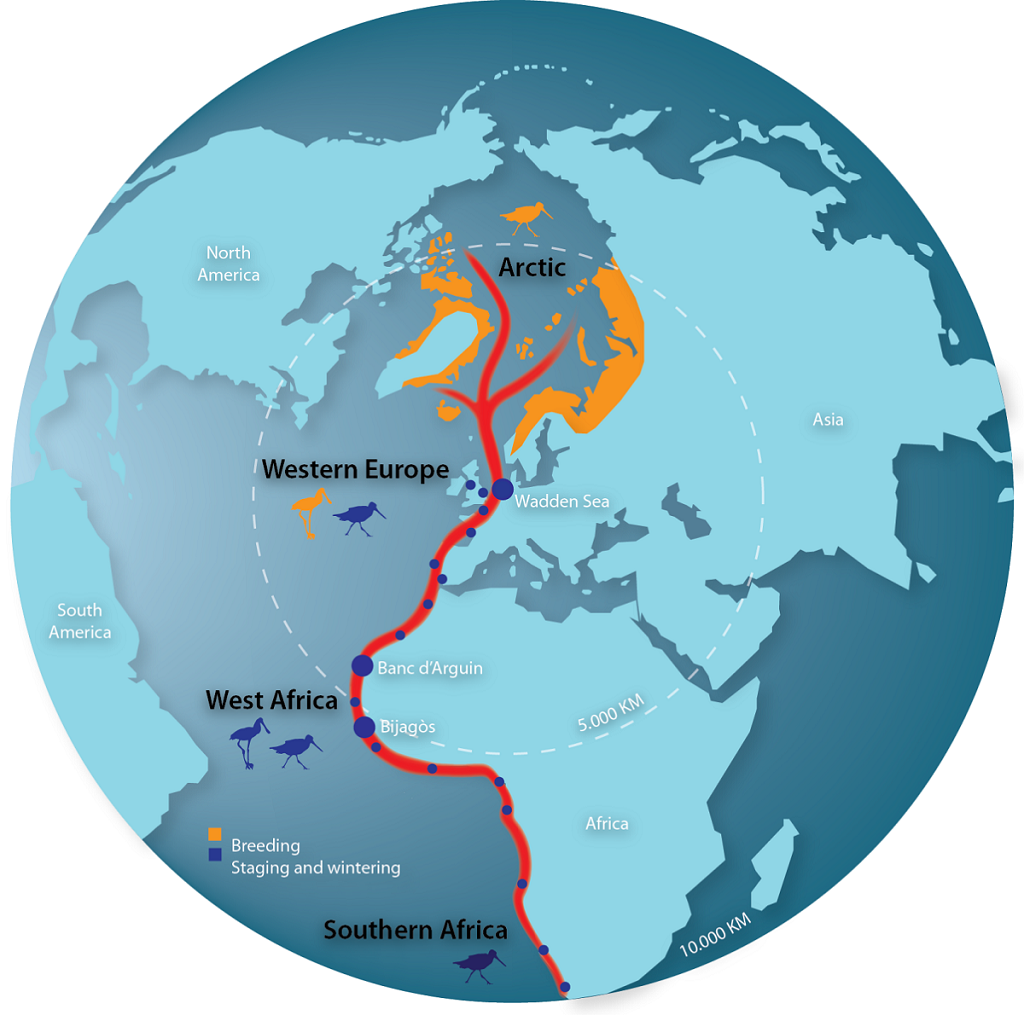 East Altantic Flyway Waddensea